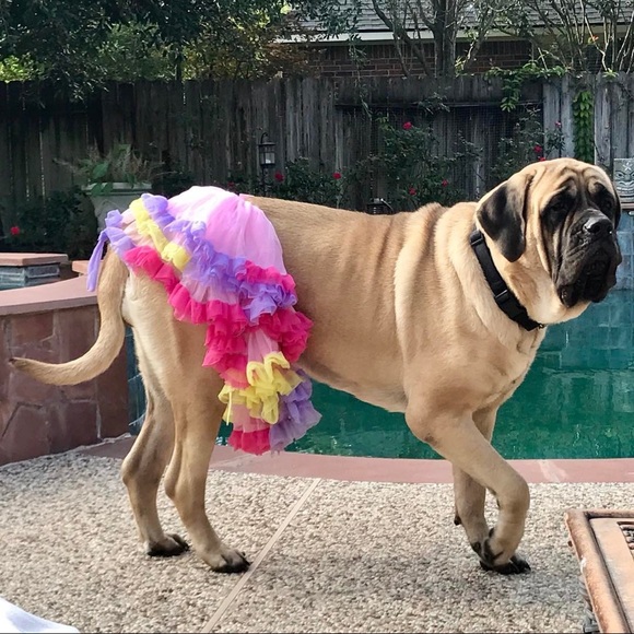 Meet your Posher, San - Picture 2 of 7